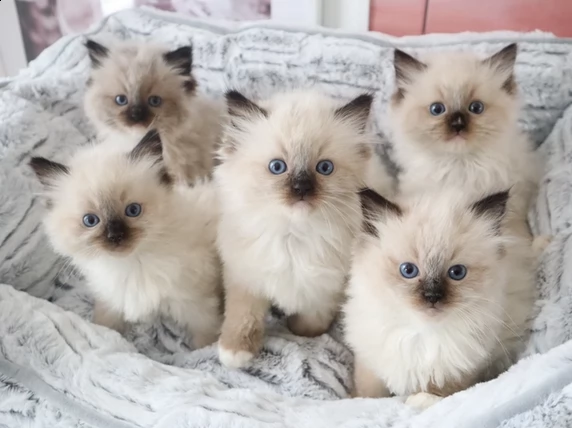cuccioli ragdoll gattini pronti subito