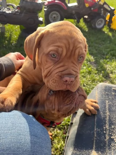 cuccioli di dogue de bordeaux | Foto 3