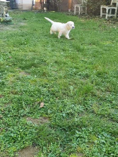 cuccioli di razza golden retriever | Foto 3