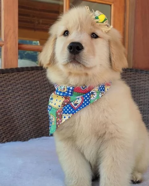 golden retriever maschio  e femmina di 12 settimane   | Foto 1