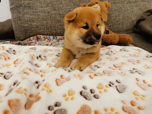 cuccioli di shiba inu pronti 
