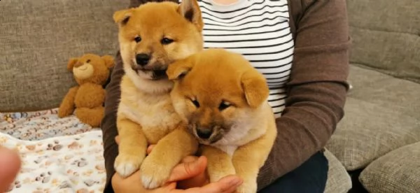 cuccioli di shiba inu pronti  | Foto 6