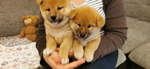 cuccioli di shiba inu pronti  | Foto 4