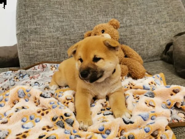 cuccioli di shiba inu pronti  | Foto 3
