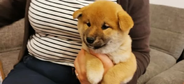 cuccioli di shiba inu pronti  | Foto 2