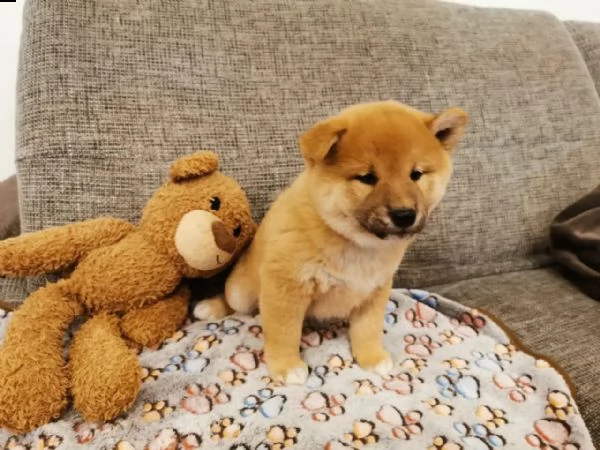 cuccioli di shiba inu pronti  | Foto 1