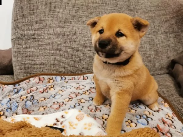 cuccioli di shiba inu pronti  | Foto 0