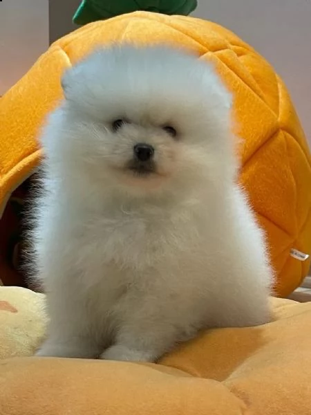 volpino di pomerania  | Foto 4