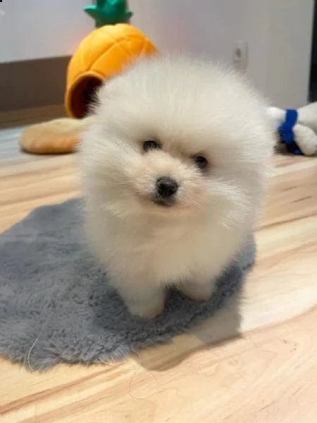 volpino di pomerania  | Foto 2