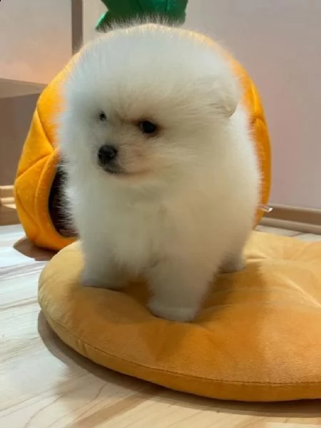 volpino di pomerania  | Foto 1