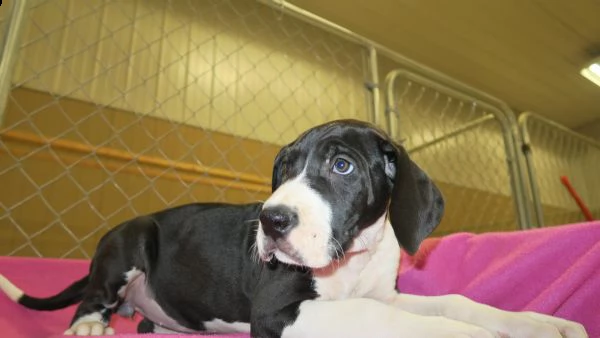 4 disponibili cucciole di alano con pedigree | Foto 3