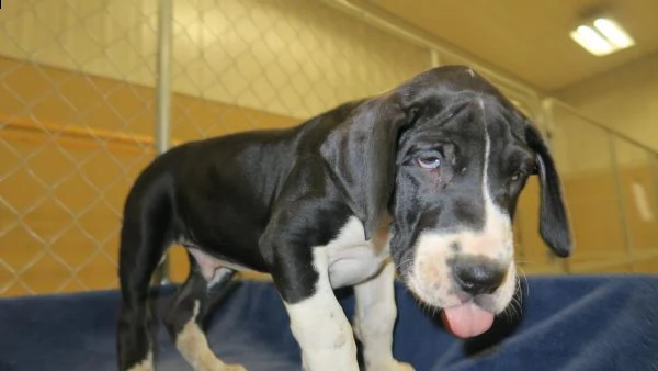 4 disponibili cucciole di alano con pedigree | Foto 2