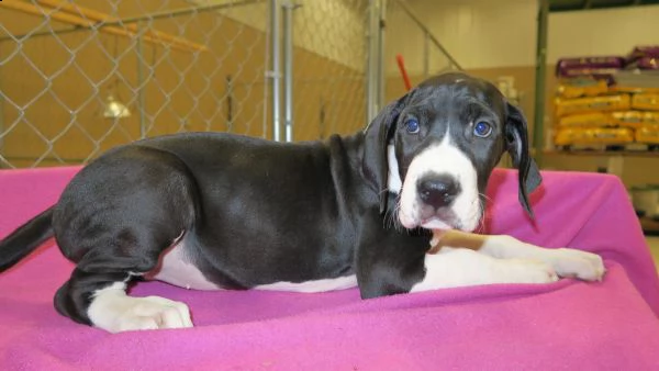 4 disponibili cucciole di alano con pedigree | Foto 1