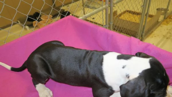 4 disponibili cucciole di alano con pedigree | Foto 0