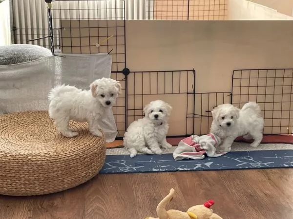 cuccioli di bichon frise di 90 giorni