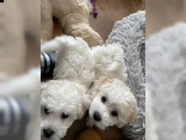cuccioli di bichon frise di 90 giorni | Foto 0