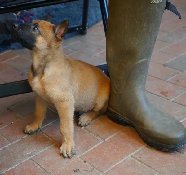 cuccioli di pastore belga malinois