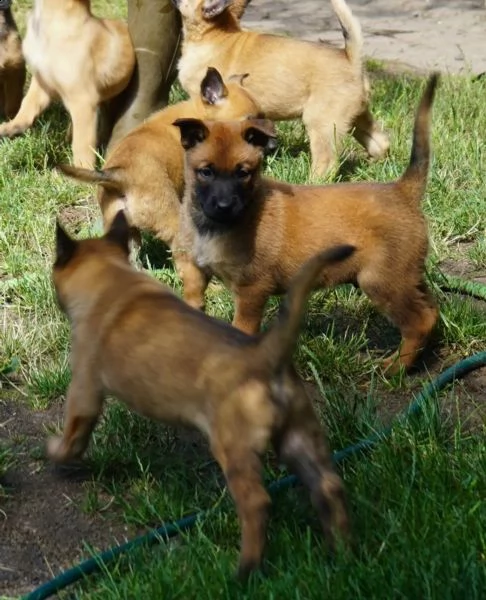 cuccioli di pastore belga malinois | Foto 1