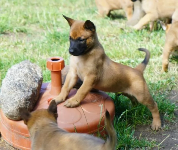 cuccioli di pastore belga malinois | Foto 0