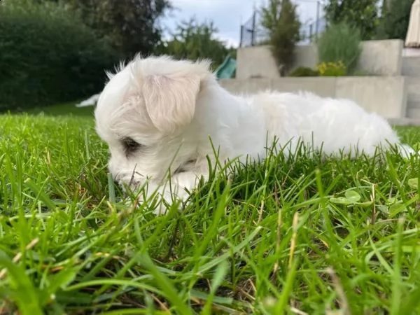 cuccioli maltesi di razza pura | Foto 0
