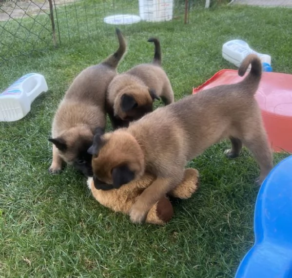 CUCCIOLI DI PASTORE BELGA MALINOIS