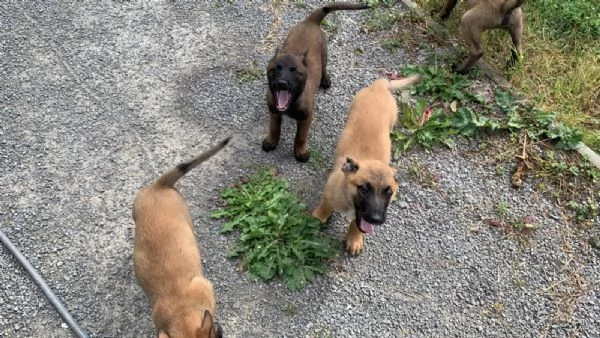 Cuccioli Pastore Belga Malinois maschio e femmina