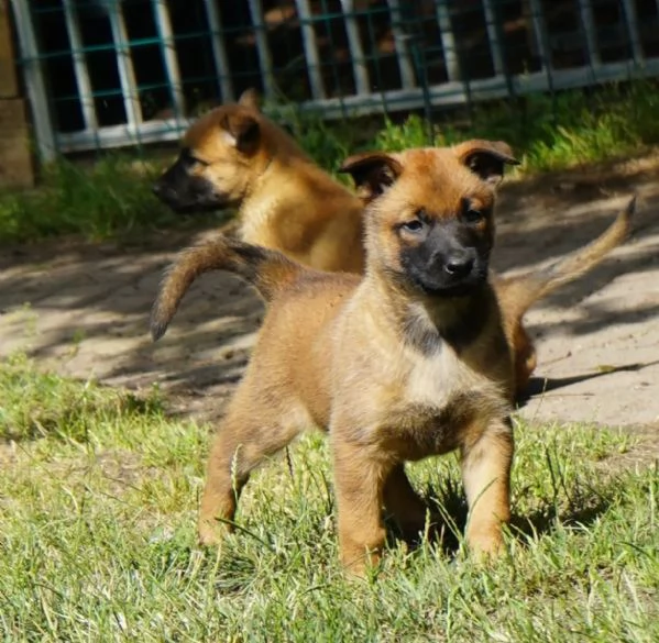 Cuccioli Pastore Belga Malinois maschio e femmina | Foto 1
