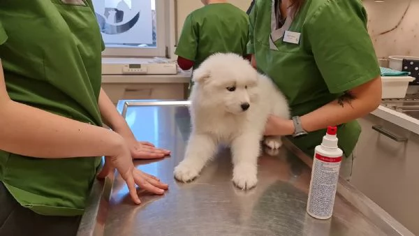 Kuccioli Samoiedo Maschio e Femmina