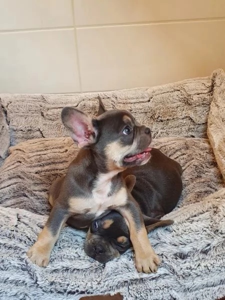 Bellissimi cuccioli di Bulldog francese | Foto 4