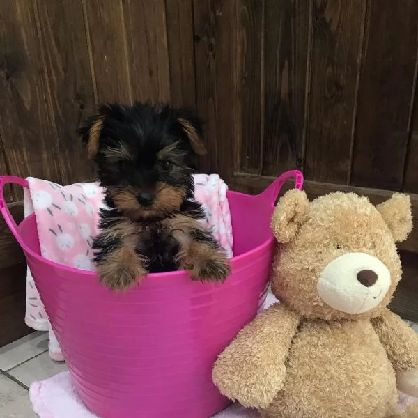 Cuccioli Yorkshire terrier | Foto 2