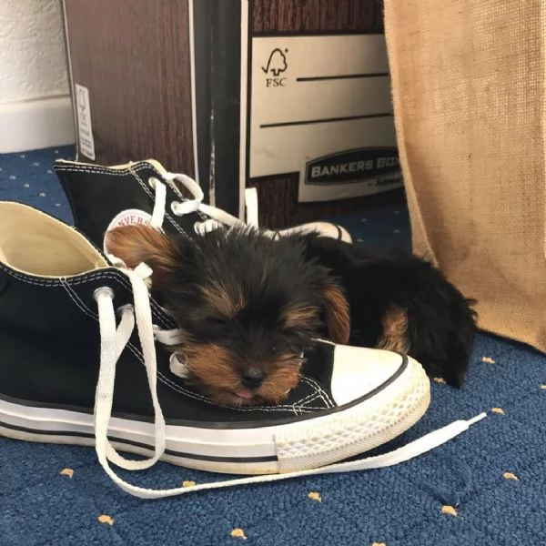 Cuccioli Yorkshire terrier | Foto 1
