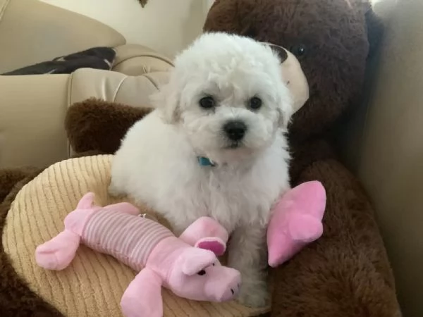 Cuccioli di Bichon Frise di 90 giorni | Foto 1
