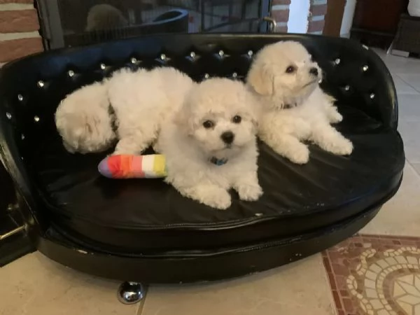 Cuccioli di Bichon Frise di 90 giorni | Foto 0