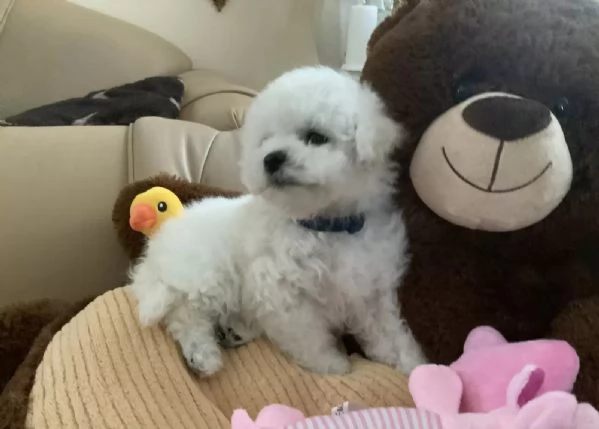 Cuccioli di Bichon Frise di 90 giorni