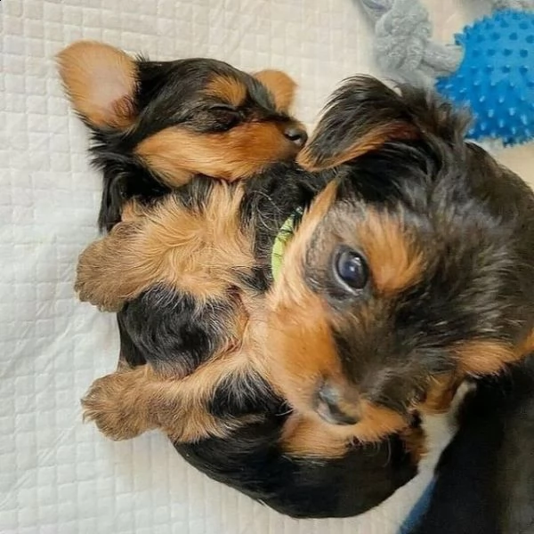 yorkie puppies maschi e femmine (+34631716322)