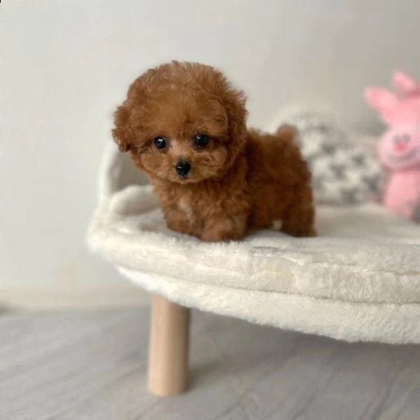 2regalo barboncino}} | Foto 0