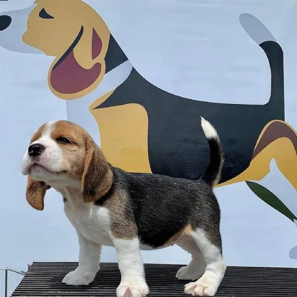 regalo beagle/////