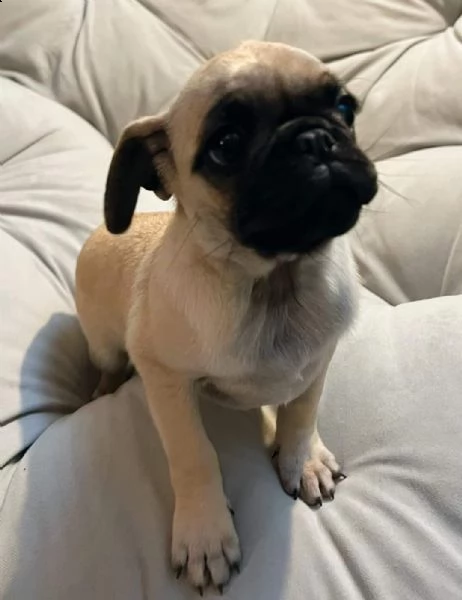 regalo carlino mini | Foto 0