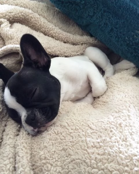 cuccioli di bouledogue francese | Foto 0