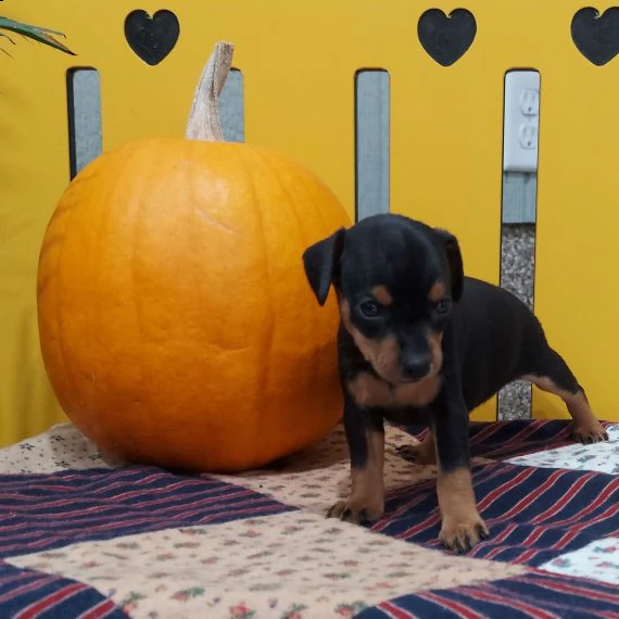 regalo cuccioli di pinscher