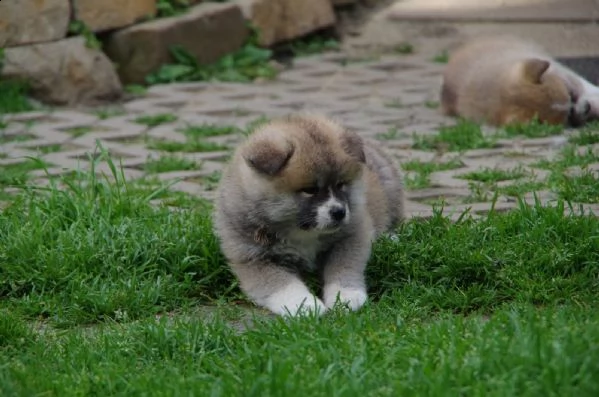 meravigliosa cucciolata con pedigree enci