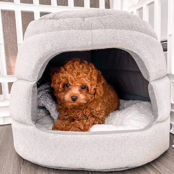 dolce urgent regalo barboncino toy ,,,,