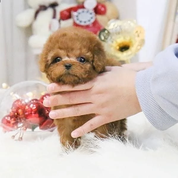 2regalo barboncino$ | Foto 0