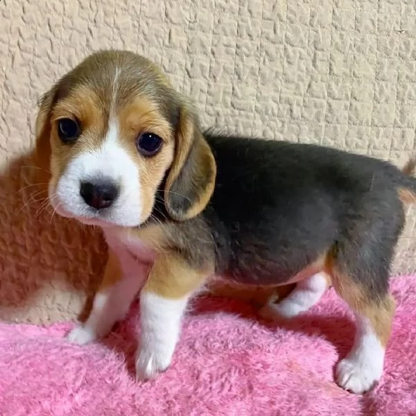 cuccioli di beagle in adozione