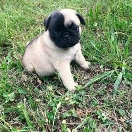 regalo cuccioli carlino ciao siamo un piccolo allevamento amatoriale abbiamo a disposizone degli spl