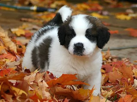 regalo adorabili cuccioli san bernardo femminucce e maschietti gratuita i cuccioli sono vaccinati sv
