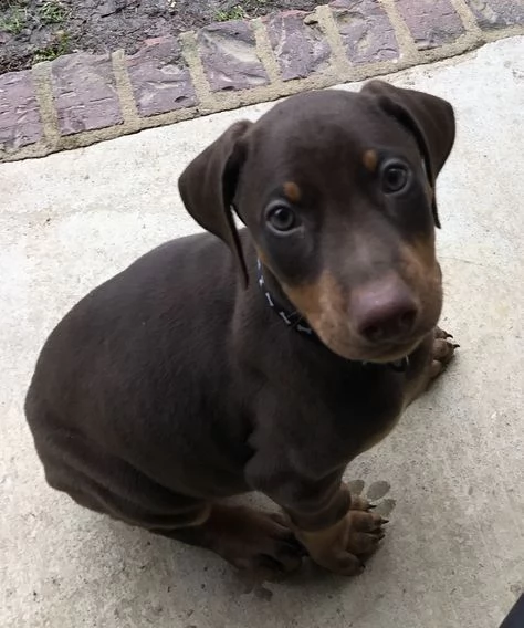 regalo adorabili cuccioli dobermann femminucce e maschietti gratuita i cuccioli sono vaccinati sverm