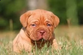 regalo bellissimi maschi e femmine dogue de bordeaux cuccioli abbiamo disponibili cuccioli di dogue 