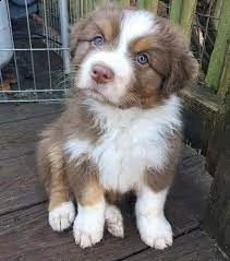 regalo adorabili cuccioli pastore australiano femminucce e maschietti gratuita i cuccioli sono vacci