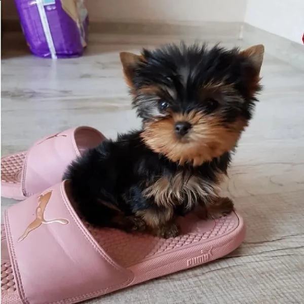 abbiamo due cuccioli di yorkie (+34631716322)